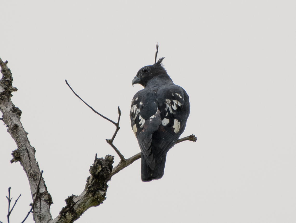 Black Baza, Đắk Lắk, Vietnam <figure class="photo"><a href="https://www.jungledragon.com/image/172466/black_baza_k_lk_vietnam.html" title="Black Baza, Đắk Lắk, Vietnam"><img src="https://s3.amazonaws.com/media.jungledragon.com/images/2/172466_thumb.jpg?AWSAccessKeyId=05GMT0V3GWVNE7GGM1R2&Expires=1770854410&Signature=ov3x5Z8yn5NwNxxN%2Bupu7mXrg0E%3D" width="138" height="152" alt="Black Baza, Đắk Lắk, Vietnam https://www.jungledragon.com/image/172465/black_baza_k_lk_vietnam.html Asia,Aviceda leuphotes,Black Baza,Dak Lak,Geotagged,Spring,Vietnam,Vietnam 2025,Đắk Lắk" /></a></figure> Asia,Aviceda leuphotes,Dak Lak,Geotagged,Spring,Vietnam,Vietnam 2025,black baza,Đắk Lắk