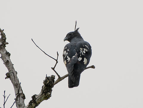 Black Baza, Đắk Lắk, Vietnam https://www.jungledragon.com/image/172466/black_baza_k_lk_vietnam.html Asia,Aviceda leuphotes,Dak Lak,Geotagged,Spring,Vietnam,Vietnam 2025,black baza,Đắk Lắk