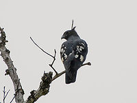 Black Baza, Đắk Lắk, Vietnam https://www.jungledragon.com/image/172466/black_baza_k_lk_vietnam.html Asia,Aviceda leuphotes,Dak Lak,Geotagged,Spring,Vietnam,Vietnam 2025,black baza,Đắk Lắk
