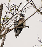 Black Baza, Đắk Lắk, Vietnam https://www.jungledragon.com/image/172465/black_baza_k_lk_vietnam.html Asia,Aviceda leuphotes,Black Baza,Dak Lak,Geotagged,Spring,Vietnam,Vietnam 2025,Đắk Lắk