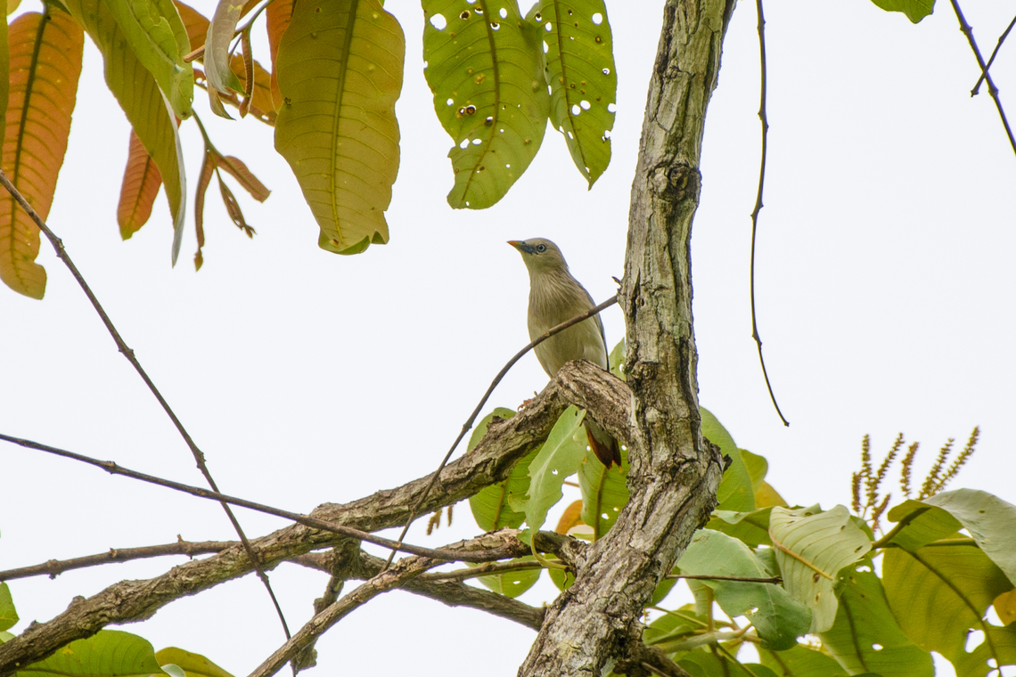 Red-billed Starling, Đắk Lắk, Vietnam  Asia,Dak Lak,Geotagged,Red-billed starling,Spodiopsar sericeus,Spring,Vietnam,Vietnam 2025,Đắk Lắk