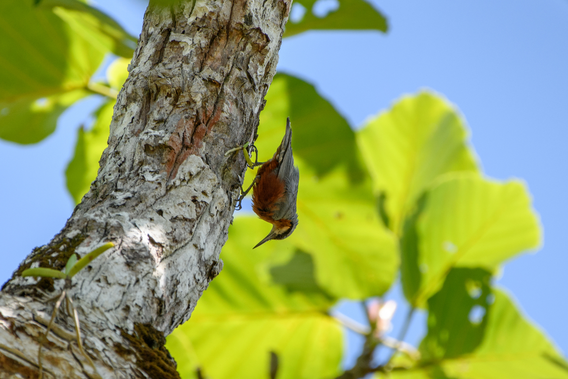 Burmese Nuthatch, Đắk Lắk, Vietnam  Asia,Burmese nuthatch,Dak Lak,Geotagged,Sitta neglecta,Spring,Vietnam,Vietnam 2025,Đắk Lắk
