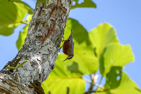 Burmese Nuthatch, Đắk Lắk, Vietnam  Asia,Burmese nuthatch,Dak Lak,Geotagged,Sitta neglecta,Spring,Vietnam,Vietnam 2025,Đắk Lắk