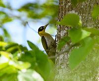 Black-headed Woodpecker, Đắk Lắk, Vietnam https://www.jungledragon.com/image/172501/black-headed_woodpecker_k_lk_vietnam.html Asia,Black-headed woodpecker,Dak Lak,Geotagged,Picus erythropygius,Spring,Vietnam,Vietnam 2025,Đắk Lắk