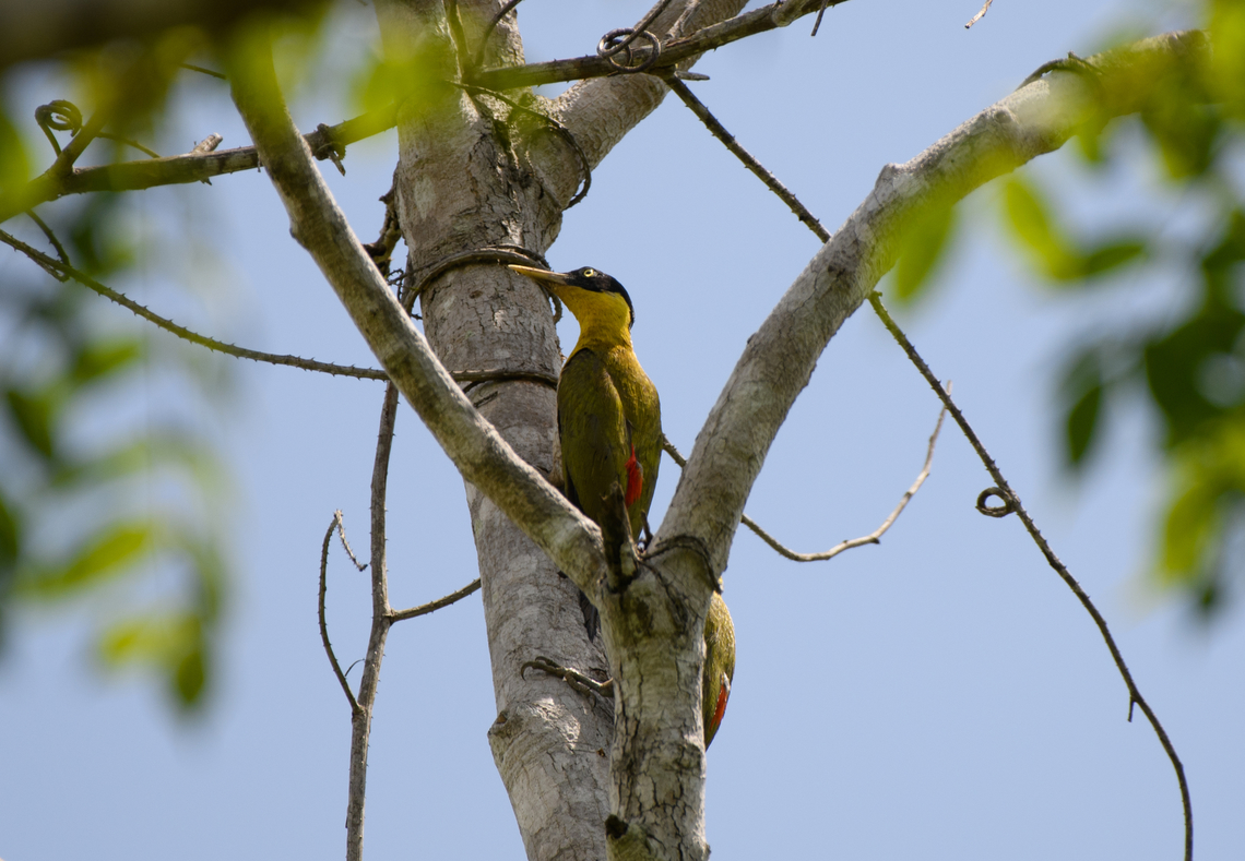 Black-headed Woodpecker, Đắk Lắk, Vietnam <figure class="photo"><a href="https://www.jungledragon.com/image/172500/black-headed_woodpecker_k_lk_vietnam.html" title="Black-headed Woodpecker, Đắk Lắk, Vietnam"><img src="https://s3.amazonaws.com/media.jungledragon.com/images/2/172500_thumb.jpg?AWSAccessKeyId=05GMT0V3GWVNE7GGM1R2&Expires=1770854410&Signature=voYfuaCgbeAiVYphnbYOUqMJrwI%3D" width="200" height="166" alt="Black-headed Woodpecker, Đắk Lắk, Vietnam https://www.jungledragon.com/image/172501/black-headed_woodpecker_k_lk_vietnam.html Asia,Black-headed woodpecker,Dak Lak,Geotagged,Picus erythropygius,Spring,Vietnam,Vietnam 2025,Đắk Lắk" /></a></figure> Asia,Black-headed Woodpecker,Dak Lak,Geotagged,Picus erythropygius,Spring,Vietnam,Vietnam 2025,Đắk Lắk