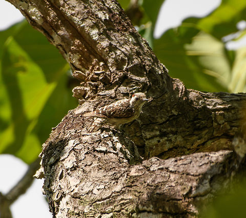 Freckle-breasted Woodpecker, Đắk Lắk, Vietnam  Asia,Dak Lak,Dendrocopos analis,Freckle-breasted woodpecker,Geotagged,Spring,Vietnam,Vietnam 2025,Đắk Lắk