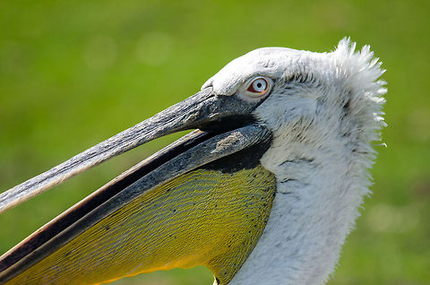 Dalmatian Pelican head closeup, Zoo Parc Overloon  Dalmatian Pelican,Europe,Netherlands,Pelecanus crispus,Zoo Parc Overloon