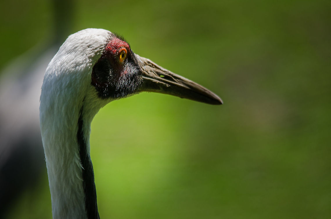 Red-crowned crane closeup, Zoo Parc Overloon  Europe,Grus japonensis,Netherlands,Red-crowned Crane,Zoo Parc Overloon