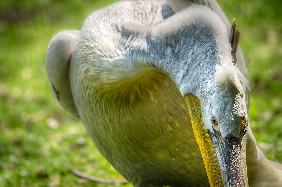 Dalmatian Pelican looking to swallow camera, Zoo Parc Overloon  Dalmatian Pelican,Europe,Netherlands,Pelecanus crispus,Zoo Parc Overloon