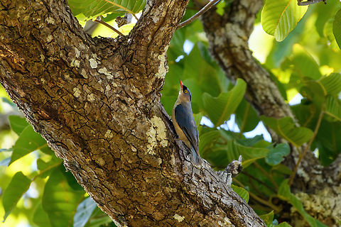 Velvet-fronted Nuthatch, Đắk Lắk, Vietnam  Asia,Dak Lak,Geotagged,Sitta frontalis,Spring,Velvet-fronted nuthatch,Vietnam,Vietnam 2025,Đắk Lắk