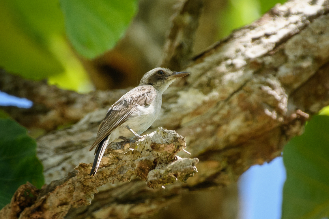 Common Woodshrike, Đắk Lắk, Vietnam  Asia,Common woodshrike,Dak Lak,Geotagged,Spring,Tephrodornis pondicerianus,Vietnam,Vietnam 2025,Đắk Lắk