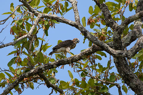 Changable Hawk Eagle, Đắk Lắk, Vietnam  Asia,Changable hawk eagle,Dak Lak,Geotagged,Nisaetus cirrhatus,Spring,Vietnam,Vietnam 2025,Đắk Lắk