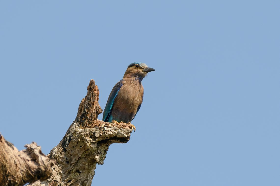 Indochinese Roller, Đắk Lắk, Vietnam  Asia,Coracias affinis,Dak Lak,Geotagged,Indochinese Roller,Spring,Vietnam,Vietnam 2025,Đắk Lắk