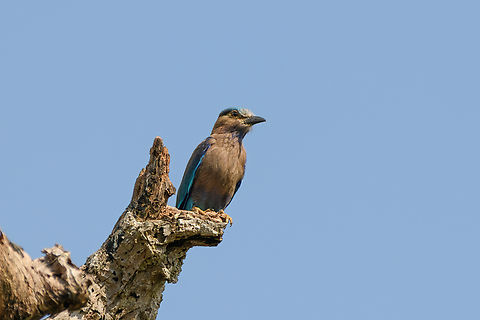 Indochinese Roller, Đắk Lắk, Vietnam  Asia,Coracias affinis,Dak Lak,Geotagged,Indochinese Roller,Spring,Vietnam,Vietnam 2025,Đắk Lắk