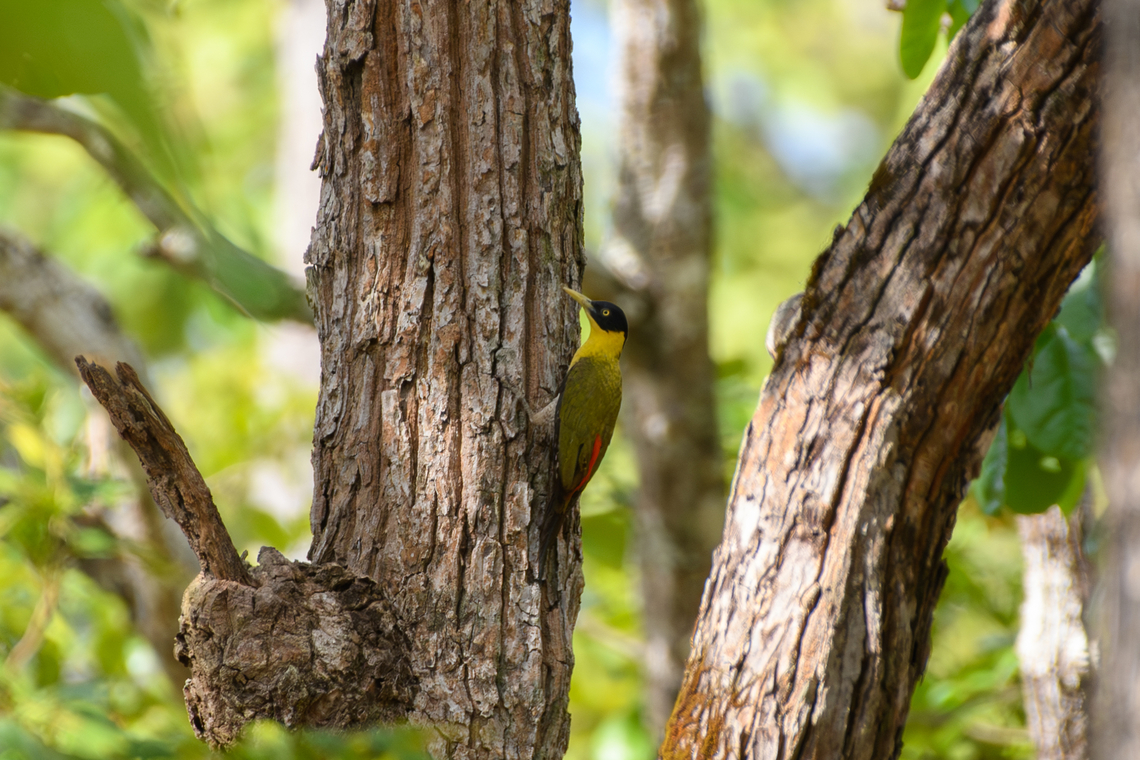 Black-headed Woodpecker, Đắk Lắk, Vietnam  Asia,Black-headed Woodpecker,Dak Lak,Geotagged,Picus erythropygius,Spring,Vietnam,Vietnam 2025,Đắk Lắk