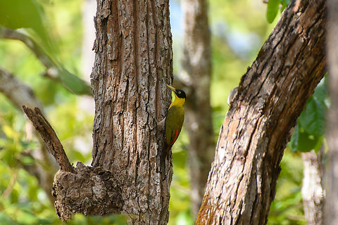 Black-headed Woodpecker, Đắk Lắk, Vietnam  Asia,Black-headed Woodpecker,Dak Lak,Geotagged,Picus erythropygius,Spring,Vietnam,Vietnam 2025,Đắk Lắk
