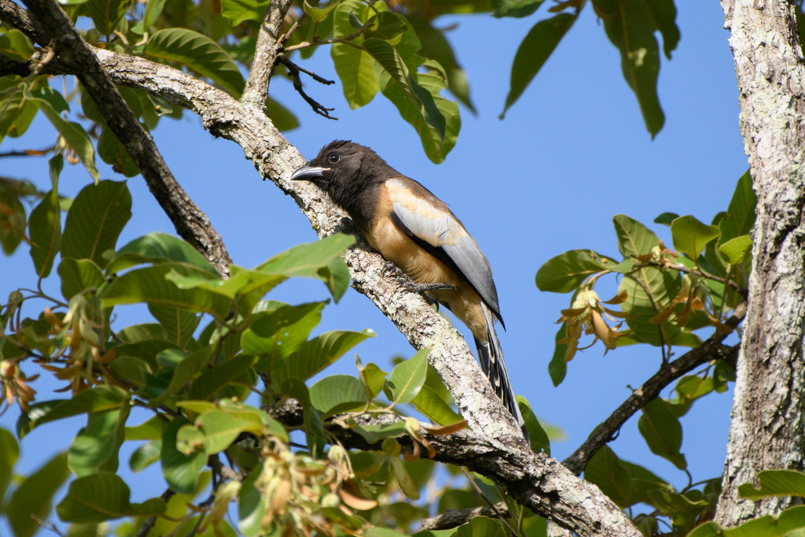 Rufous Treepie, Đắk Lắk, Vietnam  Asia,Dak Lak,Dendrocitta vagabunda,Geotagged,Rufous Treepie,Spring,Vietnam,Vietnam 2025,Đắk Lắk