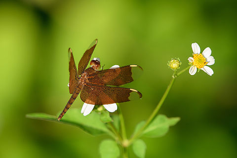 Neurothemis fulvia, Đắk Lắk, Vietnam  Asia,Dak Lak,Fulvous Forest Skimmer,Geotagged,Neurothemis fulvia,Spring,Vietnam,Vietnam 2025,Đắk Lắk