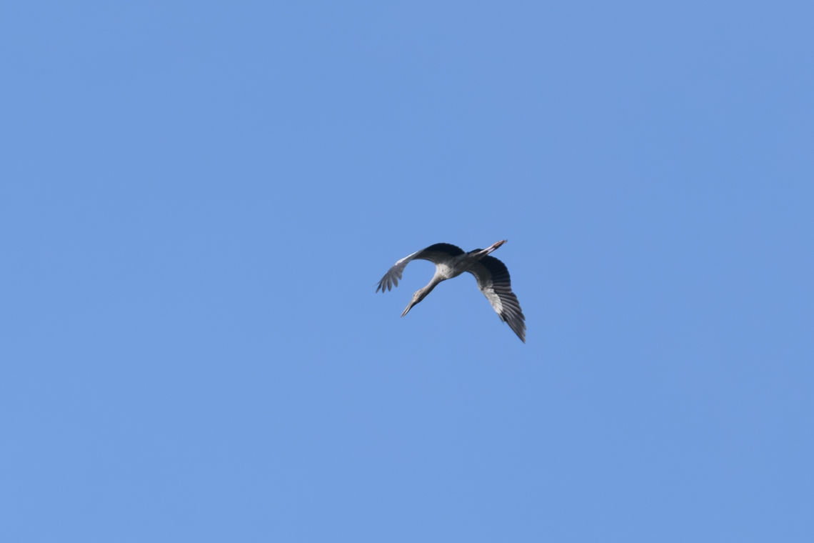 Asian Openbill, Đắk Lắk, Vietnam  Anastomus oscitans,Asia,Asian openbill,Dak Lak,Geotagged,Spring,Vietnam,Vietnam 2025,Đắk Lắk