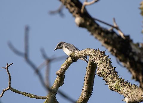 Indochinese Cuckooshrike, Đắk Lắk, Vietnam  Asia,Dak Lak,Geotagged,Indochinese cuckooshrike,Lalage polioptera,Spring,Vietnam,Vietnam 2025,Đắk Lắk