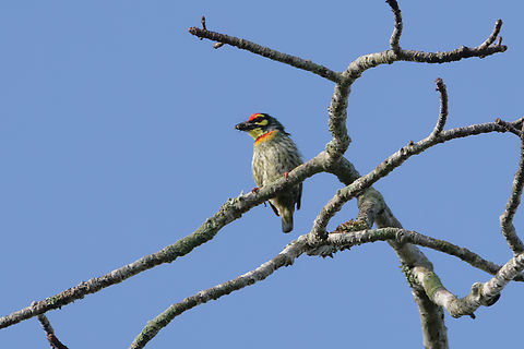 Coppersmith Barbet, Đắk Lắk, Vietnam  Asia,Coppersmith Barbet,Dak Lak,Geotagged,Psilopogon haemacephala,Spring,Vietnam,Vietnam 2025,Đắk Lắk