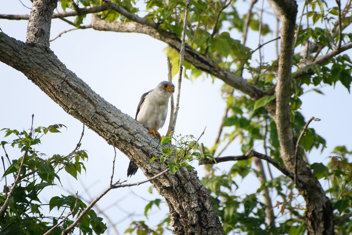 White-rumped Falcon, Đắk Lắk, Vietnam <figure class="photo"><a href="https://www.jungledragon.com/image/172741/white-rumped_falcon_k_lk_vietnam.html" title="White-rumped Falcon, Đắk Lắk, Vietnam"><img src="https://s3.amazonaws.com/media.jungledragon.com/images/2/172741_thumb.jpg?AWSAccessKeyId=05GMT0V3GWVNE7GGM1R2&Expires=1770854410&Signature=zH%2B1rhyGRbpSilAGVf4XnSwf0mI%3D" width="200" height="134" alt="White-rumped Falcon, Đắk Lắk, Vietnam https://www.jungledragon.com/image/172740/white-rumped_falcon_k_lk_vietnam.html Asia,Dak Lak,Geotagged,Neohierax insignis,Spring,Vietnam,Vietnam 2025,White-rumped Falcon,Đắk Lắk" /></a></figure> Asia,Dak Lak,Geotagged,Neohierax insignis,Spring,Vietnam,Vietnam 2025,white-rumped falcon,Đắk Lắk