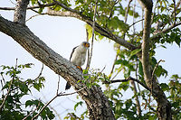 White-rumped Falcon, Đắk Lắk, Vietnam https://www.jungledragon.com/image/172741/white-rumped_falcon_k_lk_vietnam.html Asia,Dak Lak,Geotagged,Neohierax insignis,Spring,Vietnam,Vietnam 2025,white-rumped falcon,Đắk Lắk