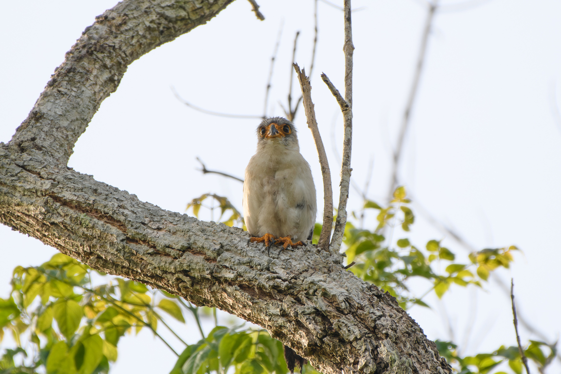 White-rumped Falcon, Đắk Lắk, Vietnam <figure class="photo"><a href="https://www.jungledragon.com/image/172740/white-rumped_falcon_k_lk_vietnam.html" title="White-rumped Falcon, Đắk Lắk, Vietnam"><img src="https://s3.amazonaws.com/media.jungledragon.com/images/2/172740_thumb.jpg?AWSAccessKeyId=05GMT0V3GWVNE7GGM1R2&Expires=1767225610&Signature=6%2Faurm%2FUwNAjCDuREfIqBPJyD48%3D" width="200" height="134" alt="White-rumped Falcon, Đắk Lắk, Vietnam https://www.jungledragon.com/image/172741/white-rumped_falcon_k_lk_vietnam.html Asia,Dak Lak,Geotagged,Neohierax insignis,Spring,Vietnam,Vietnam 2025,white-rumped falcon,Đắk Lắk" /></a></figure> Asia,Dak Lak,Geotagged,Neohierax insignis,Spring,Vietnam,Vietnam 2025,White-rumped Falcon,Đắk Lắk