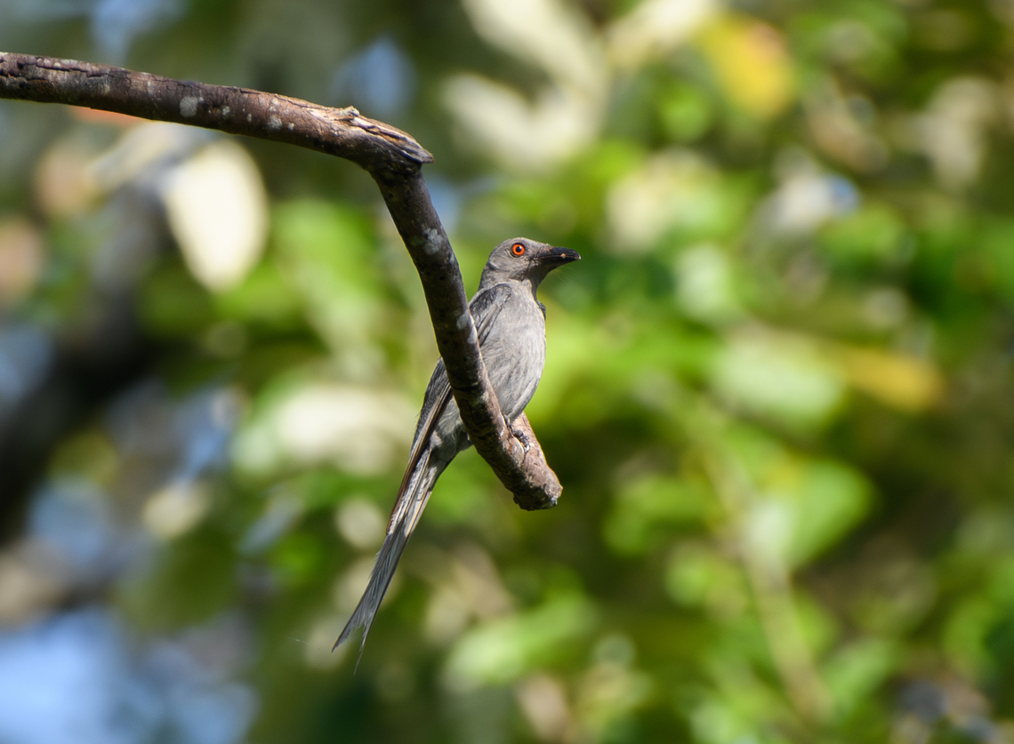 Ashy Drongo, Đắk Lắk, Vietnam  Ashy Drongo,Asia,Dak Lak,Dicrurus leucophaeus,Geotagged,Spring,Vietnam,Vietnam 2025,Đắk Lắk