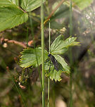 Blue-eyed black fly, Heesch, the Netherlands  Dioctria atricapilla,Europe,Heesch,Macro,Netherlands