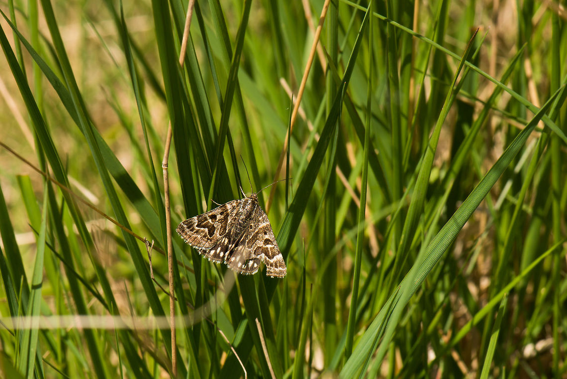 Speckled moth in tall grass, Heesch, the Netherlands Still working on the ID, no success yet. Callistege mi,Europe,Heesch,Macro,Mother Shipton Moth,Netherlands