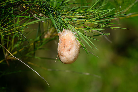 Frog eggs, Đắk Lắk, Vietnam Unsure which species. Asia,Dak Lak,Geotagged,Spring,Vietnam,Vietnam 2025,Đắk Lắk