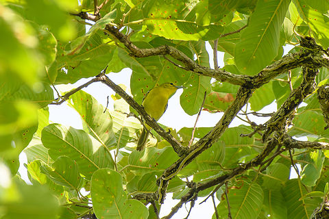 Common Iora, Đắk Lắk, Vietnam  Aegithina tiphia,Asia,Common Iora,Dak Lak,Geotagged,Spring,Vietnam,Vietnam 2025,Đắk Lắk