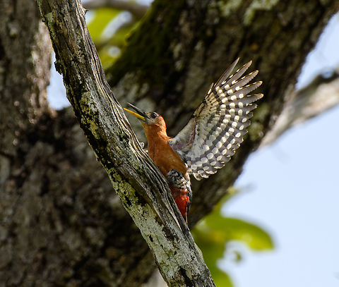 Rufous-bellied Woodpecker, Đắk Lắk, Vietnam https://www.jungledragon.com/image/172963/rufous-bellied_woodpecker_k_lk_vietnam.html Asia,Dak Lak,Dendrocopos hyperythrus,Geotagged,Spring,Vietnam,Vietnam 2025,rufous-bellied woodpecker,Đắk Lắk