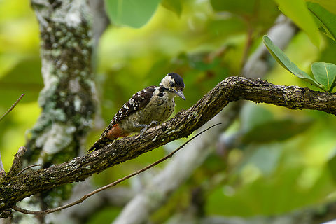 Freckle-breasted Woodpecker, Đắk Lắk, Vietnam  Asia,Dak Lak,Dendrocopos analis,Freckle-breasted Woodpecker,Geotagged,Spring,Vietnam,Vietnam 2025,Đắk Lắk