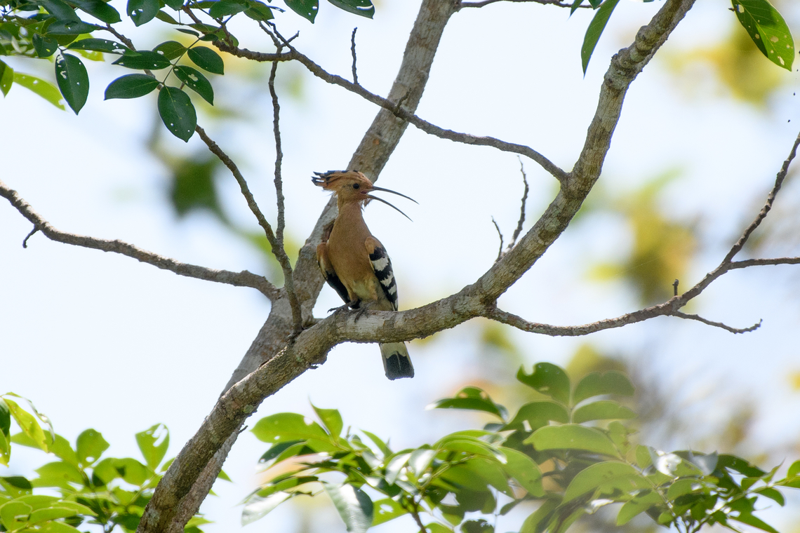 Eurasian Hoopoe, Đắk Lắk, Vietnam  Asia,Dak Lak,Eurasian hoopoe,Geotagged,Spring,Upupa epops,Vietnam,Vietnam 2025,Đắk Lắk