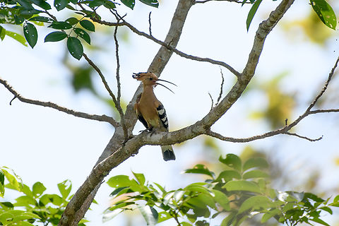 Eurasian Hoopoe, Đắk Lắk, Vietnam  Asia,Dak Lak,Eurasian hoopoe,Geotagged,Spring,Upupa epops,Vietnam,Vietnam 2025,Đắk Lắk