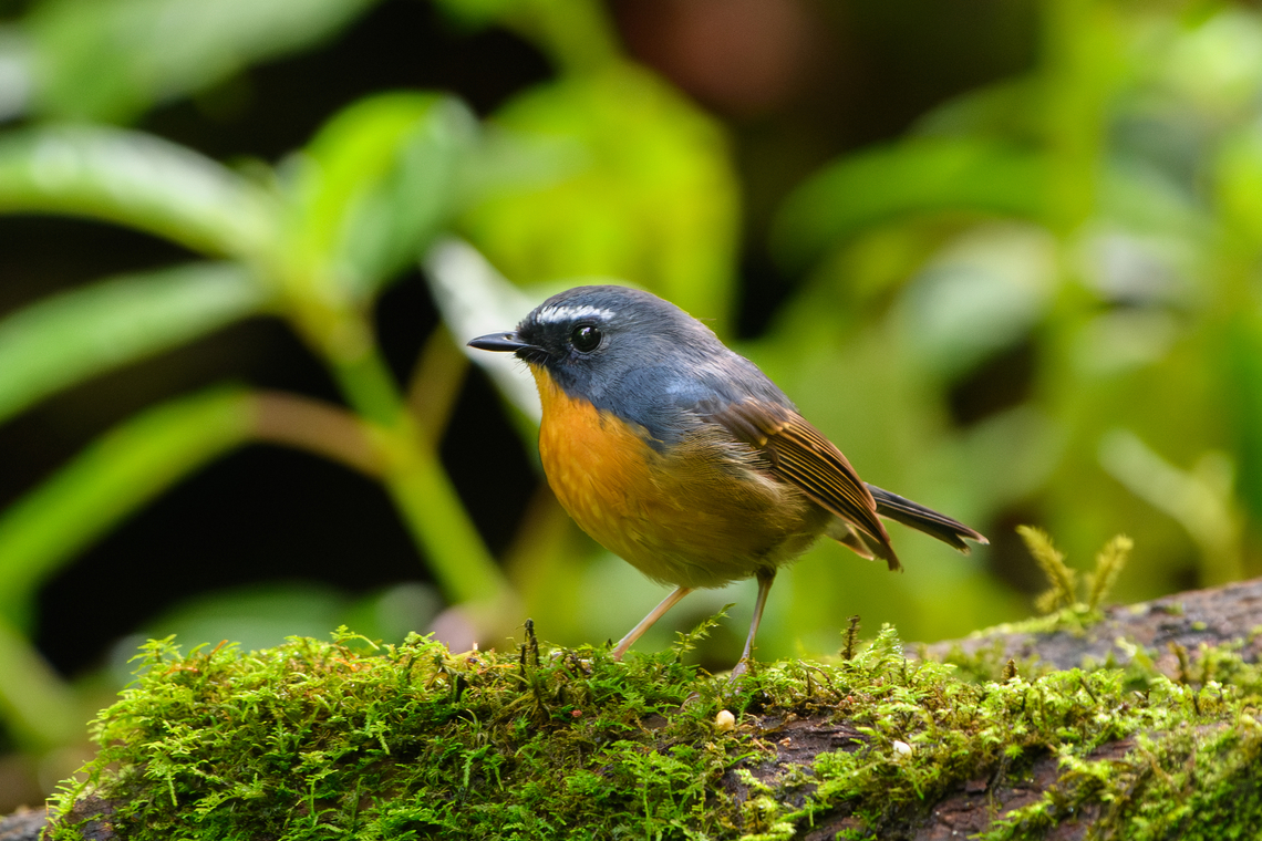 Snowy-browed Flycatcher (male), Quảng Ng&atilde;i, Vietnam The male. Asia,Ficedula hyperythra,Geotagged,Kon Tum,Quảng Ng&atilde;i,Snowy-browed Flycatcher,Spring,Vietnam,Vietnam 2025