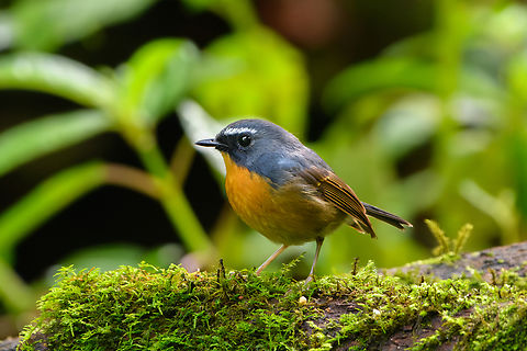 Snowy-browed Flycatcher (male), Quảng Ng&atilde;i, Vietnam The male. Asia,Ficedula hyperythra,Geotagged,Kon Tum,Quảng Ng&atilde;i,Snowy-browed Flycatcher,Spring,Vietnam,Vietnam 2025