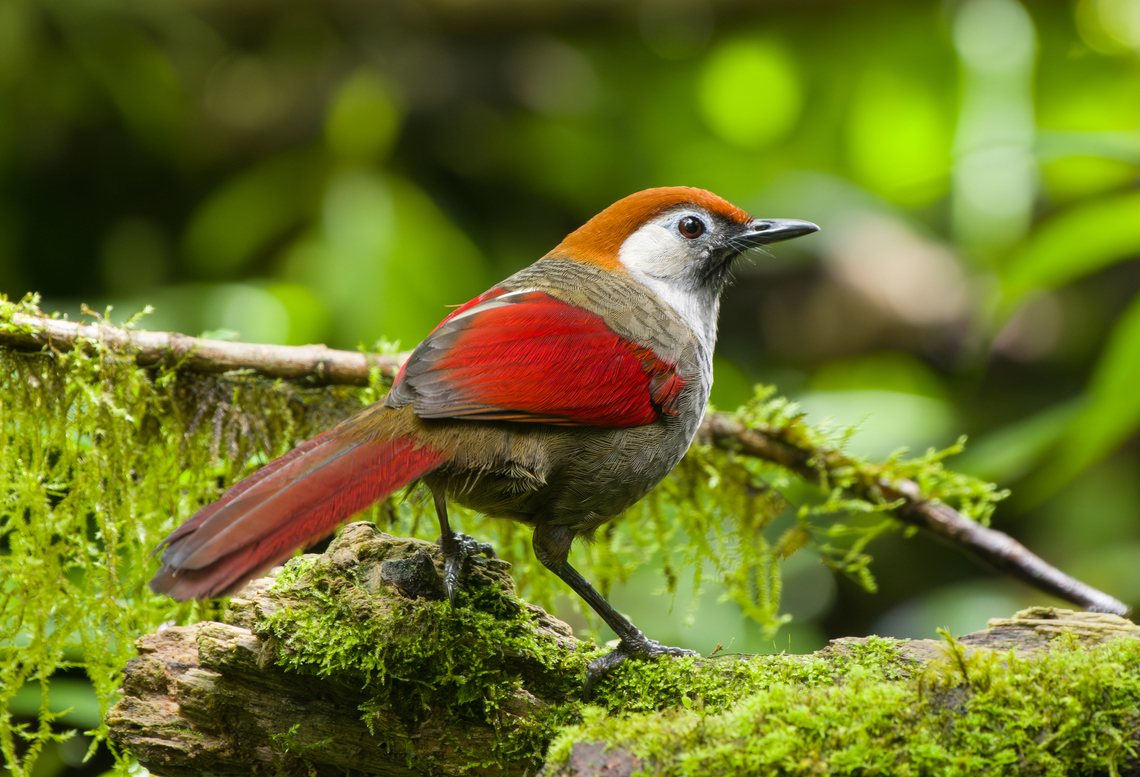 Red-tailed Laughingthrush, Quảng Ng&atilde;i, Vietnam A strictly montane species.<br />
<figure class="photo"><a href="https://www.jungledragon.com/image/172968/red-tailed_laughingthrush_qung_ngi_vietnam.html" title="Red-tailed Laughingthrush, Quảng Ng&atilde;i, Vietnam"><img src="https://s3.amazonaws.com/media.jungledragon.com/images/2/172968_thumb.jpg?AWSAccessKeyId=05GMT0V3GWVNE7GGM1R2&Expires=1769040010&Signature=yIrwpS6G2kV%2BjjaHcWVXwINceSQ%3D" width="200" height="152" alt="Red-tailed Laughingthrush, Quảng Ng&atilde;i, Vietnam A strictly montane species.<br />
https://www.jungledragon.com/image/172967/red-tailed_laughingthrush_qung_ngi_vietnam.html<br />
https://www.jungledragon.com/image/172969/red-tailed_laughingthrush_qung_ngi_vietnam.html Asia,Geotagged,Kon Tum,Quảng Ng&atilde;i,Red-tailed Laughingthrush,Spring,Trochalopteron milnei,Vietnam,Vietnam 2025" /></a></figure><br />
<figure class="photo"><a href="https://www.jungledragon.com/image/172969/red-tailed_laughingthrush_qung_ngi_vietnam.html" title="Red-tailed Laughingthrush, Quảng Ng&atilde;i, Vietnam"><img src="https://s3.amazonaws.com/media.jungledragon.com/images/2/172969_thumb.jpg?AWSAccessKeyId=05GMT0V3GWVNE7GGM1R2&Expires=1769040010&Signature=I9QHDyl4jgOrdgjLKV7JbVKqkFI%3D" width="200" height="166" alt="Red-tailed Laughingthrush, Quảng Ng&atilde;i, Vietnam A strictly montane species.<br />
https://www.jungledragon.com/image/172968/red-tailed_laughingthrush_qung_ngi_vietnam.html<br />
https://www.jungledragon.com/image/172967/red-tailed_laughingthrush_qung_ngi_vietnam.html Asia,Geotagged,Kon Tum,Red-tailed Laughingthrush,Spring,Trochalopteron milnei,Vietnam,Vietnam 2025" /></a></figure> Asia,Geotagged,Kon Tum,Quảng Ng&atilde;i,Red-tailed laughingthrush,Spring,Trochalopteron milnei,Vietnam,Vietnam 2025