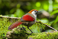 Red-tailed Laughingthrush, Quảng Ng&atilde;i, Vietnam A strictly montane species.<br />
https://www.jungledragon.com/image/172968/red-tailed_laughingthrush_qung_ngi_vietnam.html<br />
https://www.jungledragon.com/image/172969/red-tailed_laughingthrush_qung_ngi_vietnam.html Asia,Geotagged,Kon Tum,Quảng Ng&atilde;i,Red-tailed laughingthrush,Spring,Trochalopteron milnei,Vietnam,Vietnam 2025