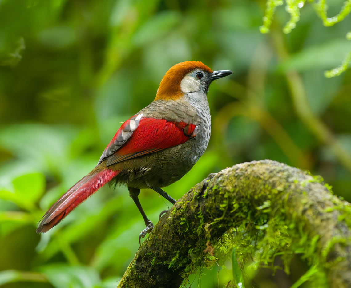 Red-tailed Laughingthrush, Quảng Ng&atilde;i, Vietnam A strictly montane species.<br />
<figure class="photo"><a href="https://www.jungledragon.com/image/172968/red-tailed_laughingthrush_qung_ngi_vietnam.html" title="Red-tailed Laughingthrush, Quảng Ng&atilde;i, Vietnam"><img src="https://s3.amazonaws.com/media.jungledragon.com/images/2/172968_thumb.jpg?AWSAccessKeyId=05GMT0V3GWVNE7GGM1R2&Expires=1769040010&Signature=yIrwpS6G2kV%2BjjaHcWVXwINceSQ%3D" width="200" height="152" alt="Red-tailed Laughingthrush, Quảng Ng&atilde;i, Vietnam A strictly montane species.<br />
https://www.jungledragon.com/image/172967/red-tailed_laughingthrush_qung_ngi_vietnam.html<br />
https://www.jungledragon.com/image/172969/red-tailed_laughingthrush_qung_ngi_vietnam.html Asia,Geotagged,Kon Tum,Quảng Ng&atilde;i,Red-tailed Laughingthrush,Spring,Trochalopteron milnei,Vietnam,Vietnam 2025" /></a></figure><br />
<figure class="photo"><a href="https://www.jungledragon.com/image/172967/red-tailed_laughingthrush_qung_ngi_vietnam.html" title="Red-tailed Laughingthrush, Quảng Ng&atilde;i, Vietnam"><img src="https://s3.amazonaws.com/media.jungledragon.com/images/2/172967_thumb.jpg?AWSAccessKeyId=05GMT0V3GWVNE7GGM1R2&Expires=1769040010&Signature=EygxwL%2BCzkV%2Bm46rY1uCPH8iFH4%3D" width="200" height="138" alt="Red-tailed Laughingthrush, Quảng Ng&atilde;i, Vietnam A strictly montane species.<br />
https://www.jungledragon.com/image/172968/red-tailed_laughingthrush_qung_ngi_vietnam.html<br />
https://www.jungledragon.com/image/172969/red-tailed_laughingthrush_qung_ngi_vietnam.html Asia,Geotagged,Kon Tum,Quảng Ng&atilde;i,Red-tailed laughingthrush,Spring,Trochalopteron milnei,Vietnam,Vietnam 2025" /></a></figure> Asia,Geotagged,Kon Tum,Red-tailed Laughingthrush,Spring,Trochalopteron milnei,Vietnam,Vietnam 2025