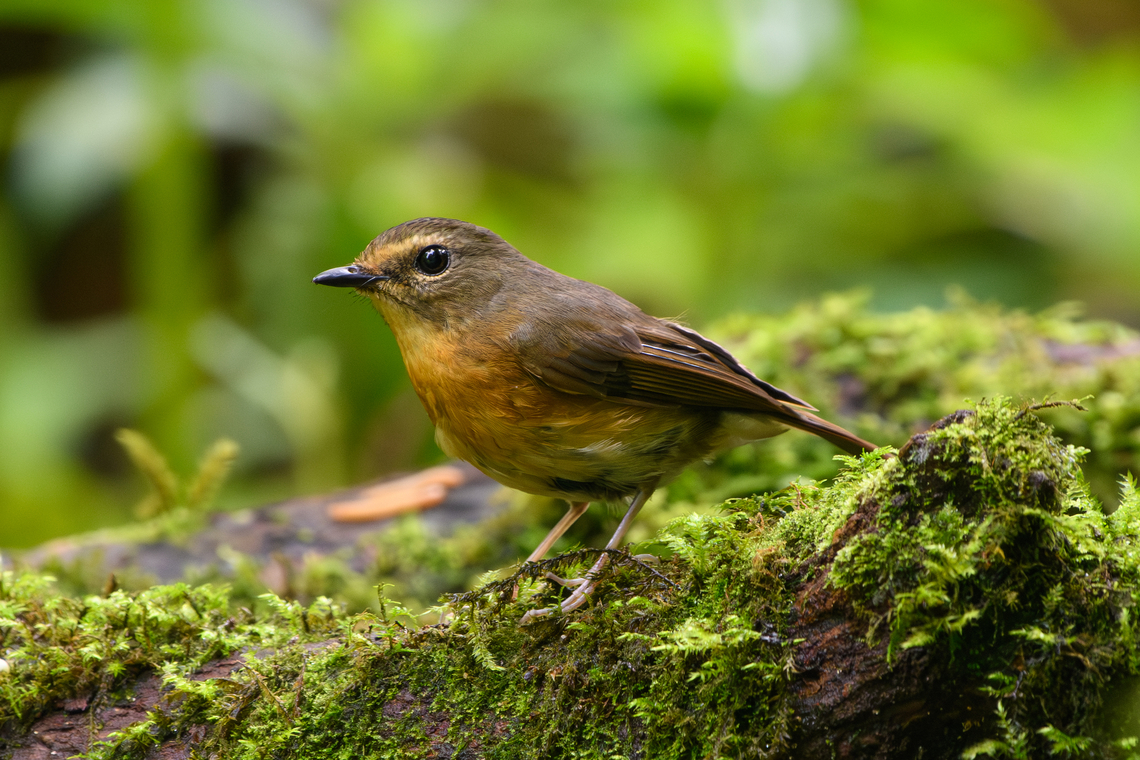 Snowy-browed Flycatcher (female), Quảng Ng&atilde;i, Vietnam The female. Asia,Ficedula hyperythra,Geotagged,Kon Tum,Snowy-browed Flycatcher,Spring,Vietnam,Vietnam 2025