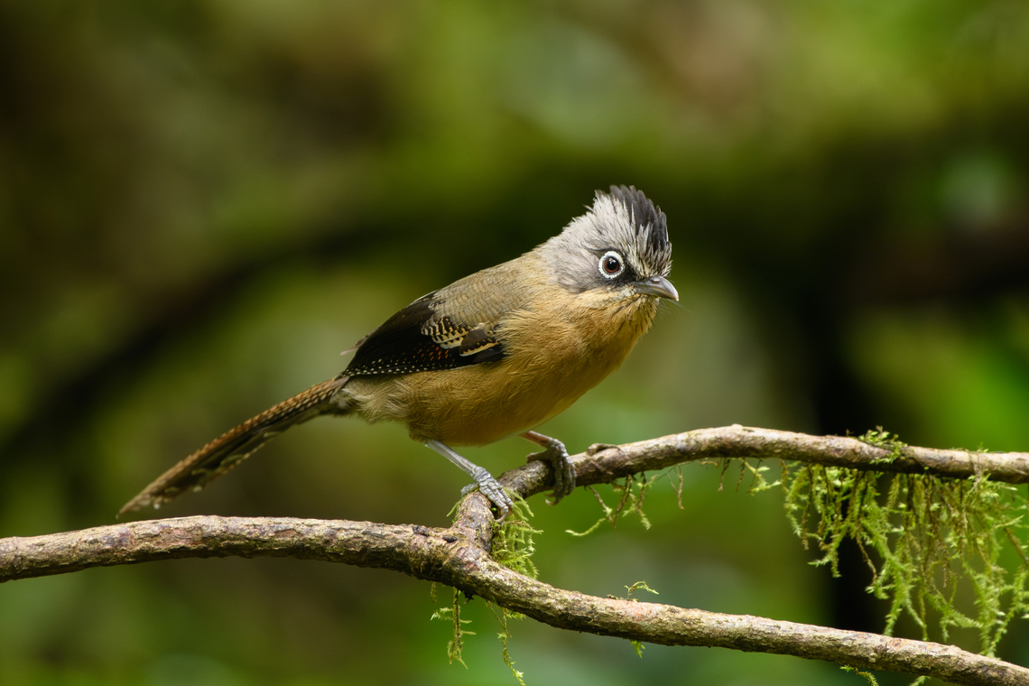 Black-crowned Barwing, Quảng Ng&atilde;i, Vietnam  Actinodura sodangorum,Asia,Geotagged,Kon Tum,Quảng Ng&atilde;i,Spring,Vietnam,Vietnam 2025,black-crowned barwing