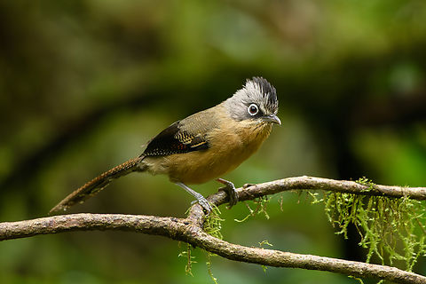 Black-crowned Barwing