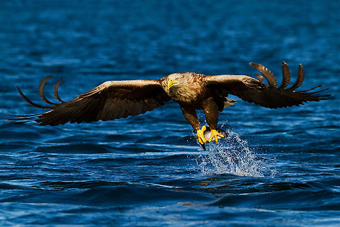 White-tailed Eagle catch A glorious shot by @Henrik Just of a White-tailed Eagle making a successful catch in Flatanger, Norway. Accipitriformes,Birds,Eagle,Flight,Haliaeetus albicilla,Hunt,Norway,White-tailed Eagle