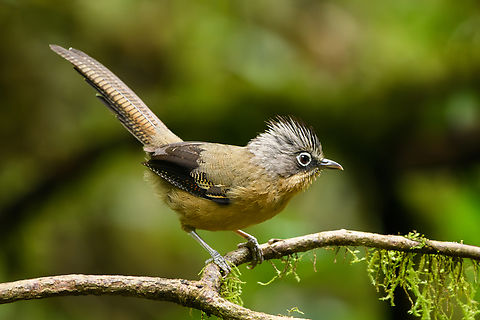 Black-crowned Barwing, Quảng Ng&atilde;i, Vietnam  Actinodura sodangorum,Asia,Black-crowned Barwing,Geotagged,Kon Tum,Spring,Vietnam,Vietnam 2025