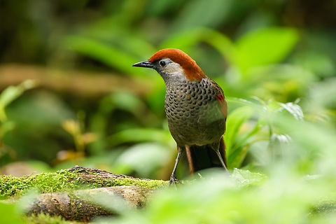Red-tailed Laughingthrush, Quảng Ng&atilde;i, Vietnam  Asia,Geotagged,Kon Tum,Red-tailed Laughingthrush,Spring,Trochalopteron milnei,Vietnam,Vietnam 2025
