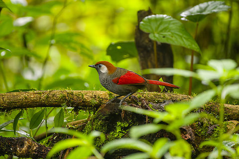 Red-tailed Laughingthrush, Quảng Ng&atilde;i, Vietnam  Asia,Geotagged,Kon Tum,Red-tailed Laughingthrush,Spring,Trochalopteron milnei,Vietnam,Vietnam 2025