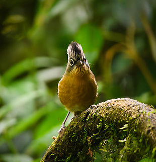 Black-crowned Barwing, Quảng Ng&atilde;i, Vietnam  Actinodura sodangorum,Asia,Black-crowned Barwing,Geotagged,Kon Tum,Spring,Vietnam,Vietnam 2025